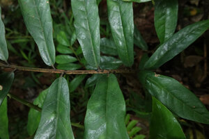 Zamioculcas zamiifolia, a form with maculate petiole and rachis, Sonjo waterfall, Udzungwa NP, Tanzania