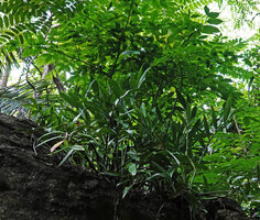 Zamioculcas zamiifolia, a narrow leaflet form and Gonatopus boivinii at the top of a rock,  Kimboza FR, Uluguru, Tanzania