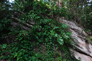 Zamioculcas zamiifolia anchored in a rock fissure in forest understory, Kimboza FR, Uluguru, Tanzania