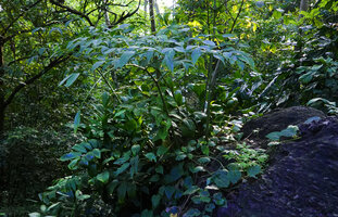 Zamioculcas zamiifolia and Gonatopus boivinii at the top of a rock in forest understory, Kimboza FR, Uluguru, Tanzania