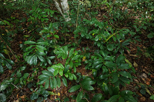 Zamioculcas zamiifolia, dense population in forest understory, Ngezi FR, Pemba, Tanzania