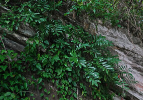 Zamioculcas zamiifolia in a rock fissure in forest understory, Kimboza FR, Uluguru, Tanzania