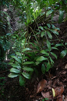 Zamioculcas zamiifolia mature leaves leaning from the top of a rock boulder in forest understory, Kimboza FR, Uluguru, Tanzania