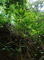 Zamioculcas zamiifolia, tuft of young erect leaves, Kimboza FR, Uluguru, Tanzania
