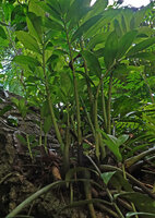 Zamioculcas zamiifolia, young erect pinnate leaves, Kimboza FR, Uluguru, Tanzania