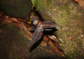 Zeuxine reginasilvae, Makandawa FR, Sri Lanka