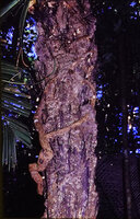 Zigzaging upward growing root of a tree colonizing the canopy leaf litter accumulated in the apical rosette of Astrocaryum sciophilum, Montsinery, French Guyana