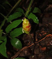 Zingiber sp., a small species in the forest close to seashore, inflorescence, Saleman, Seram, Moluccas