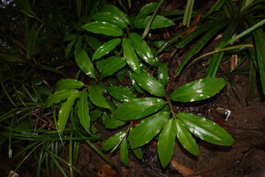 Zingiber sp., a small species in the forest close to seashore, Saleman, Seram, Moluccas