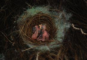 Zosterops kikuyuensis au nid