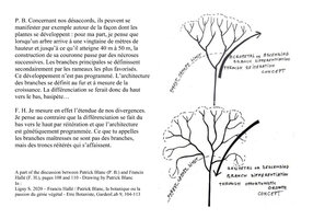 Tree crown construction, opposite concepts by Francis Hallé and Patrick Blanc, Gardenlab 2020, 9