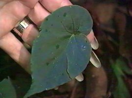 Ushuaia : à la recherche du Bégonia bleu