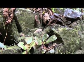 Begonia blancii à Palawan