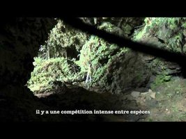 Les falaises calcaires de Bornéo