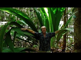 Field Trip with Patrick Blanc - Borneo - Kuching Division