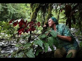 Field Trip with Patrick Blanc - Solomon Islands 2