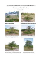 Blanc Patrick - 2013 - Catunaregam spathulifolia, Herb, Shrub or Tree, 2