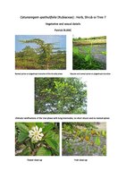 Blanc Patrick - 2013 - Catunaregam spathulifolia, Herb, Shrub or Tree, 4