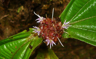Anerincleistus sp., congested inflorescence, flowers with reduced beige petals and bright white expanded stamens, Harau valley, West Sumatra