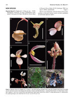 Botanical Studies (2011) vol 52 , Begonia blancii, publication, April 2011