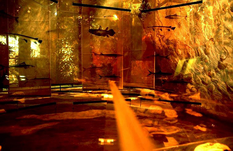 Bassin à reptiles, collection de Mr. Michael à Marseille. - NYPL
