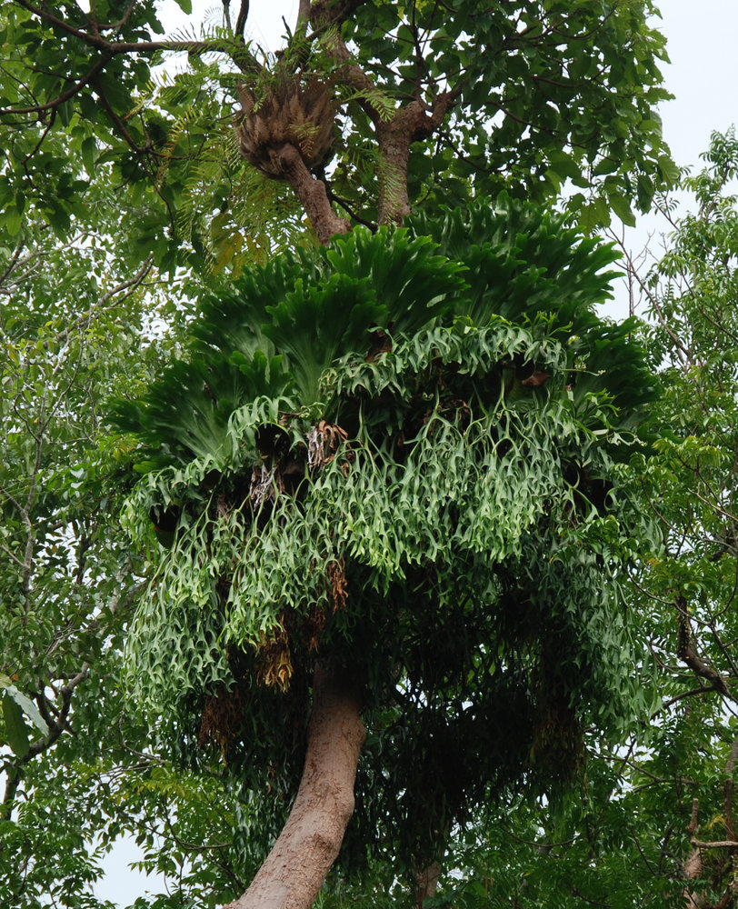Epiphytes Mur Vegetal Patrick Blanc Epiphytes Mur Vegetal Patrick Blanc