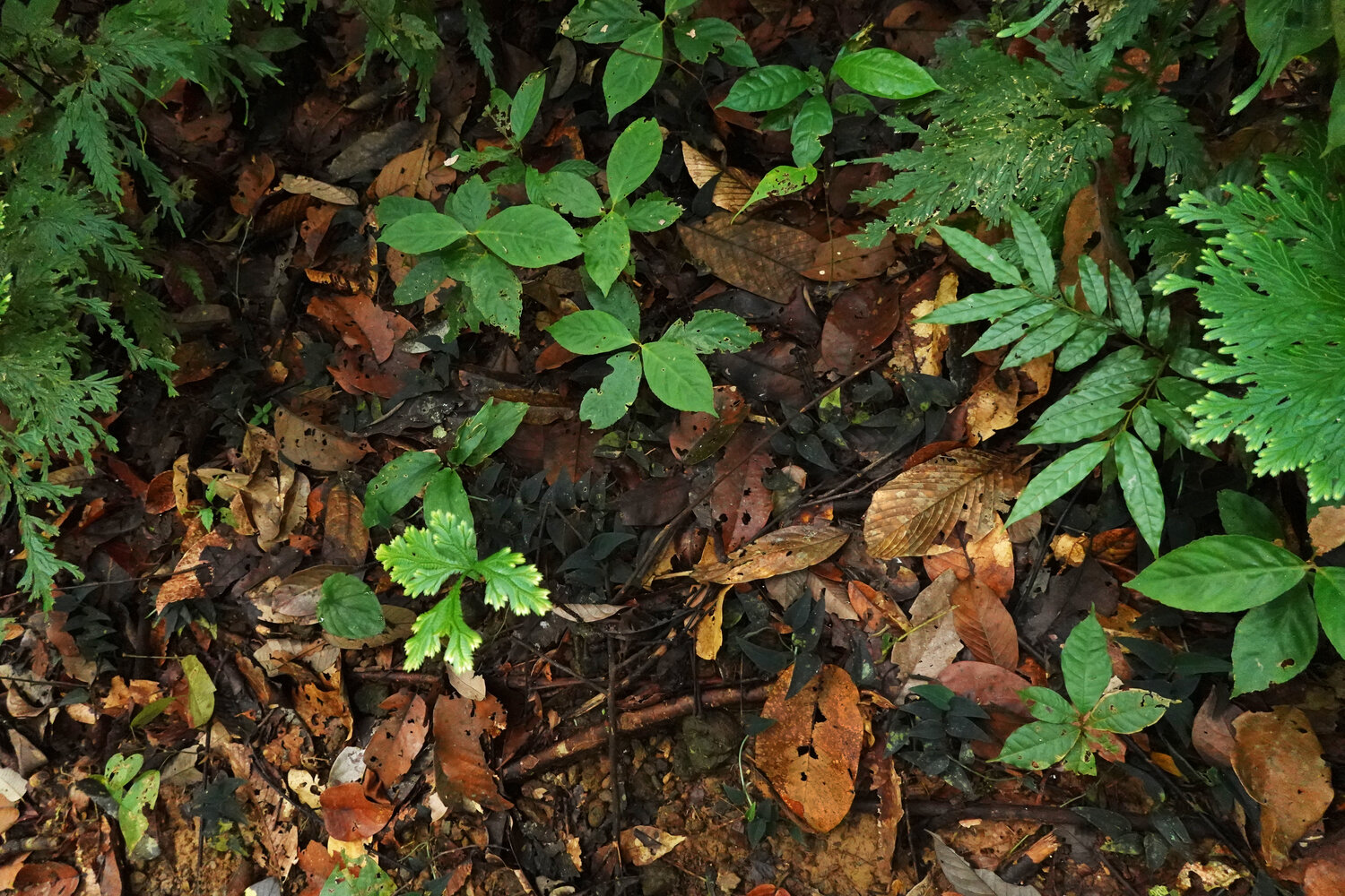 観葉植物 Anadendrum sp. Sabah