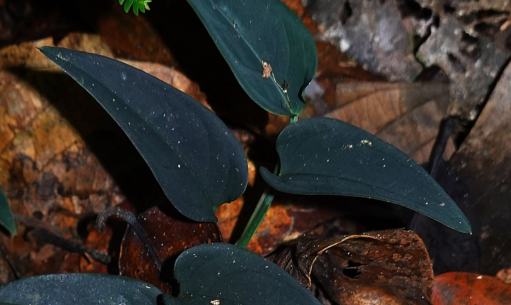 観葉植物 Anadendrum sp. Sabah
