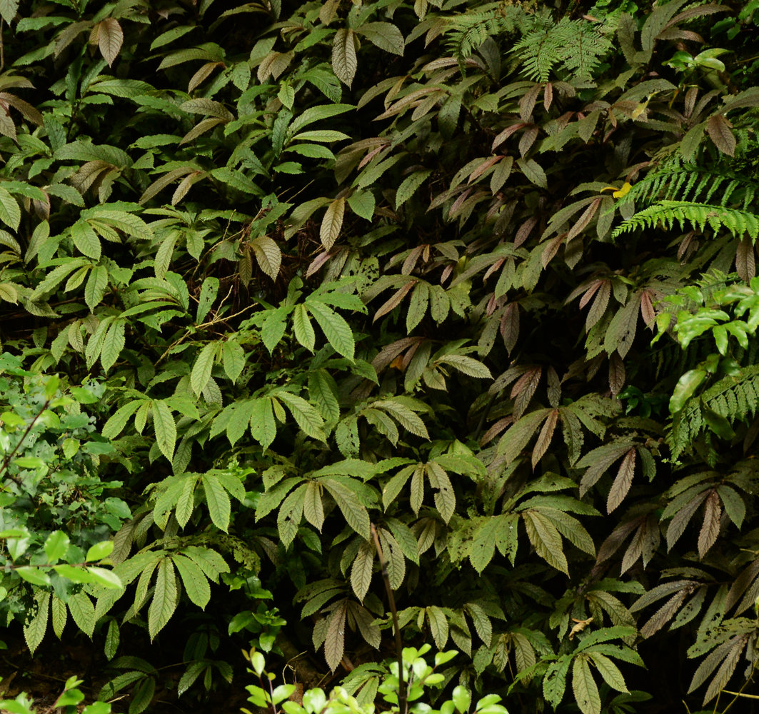 Couleurs et structures des feuilles | Page 4 | Mur Vegetal Patrick Blanc