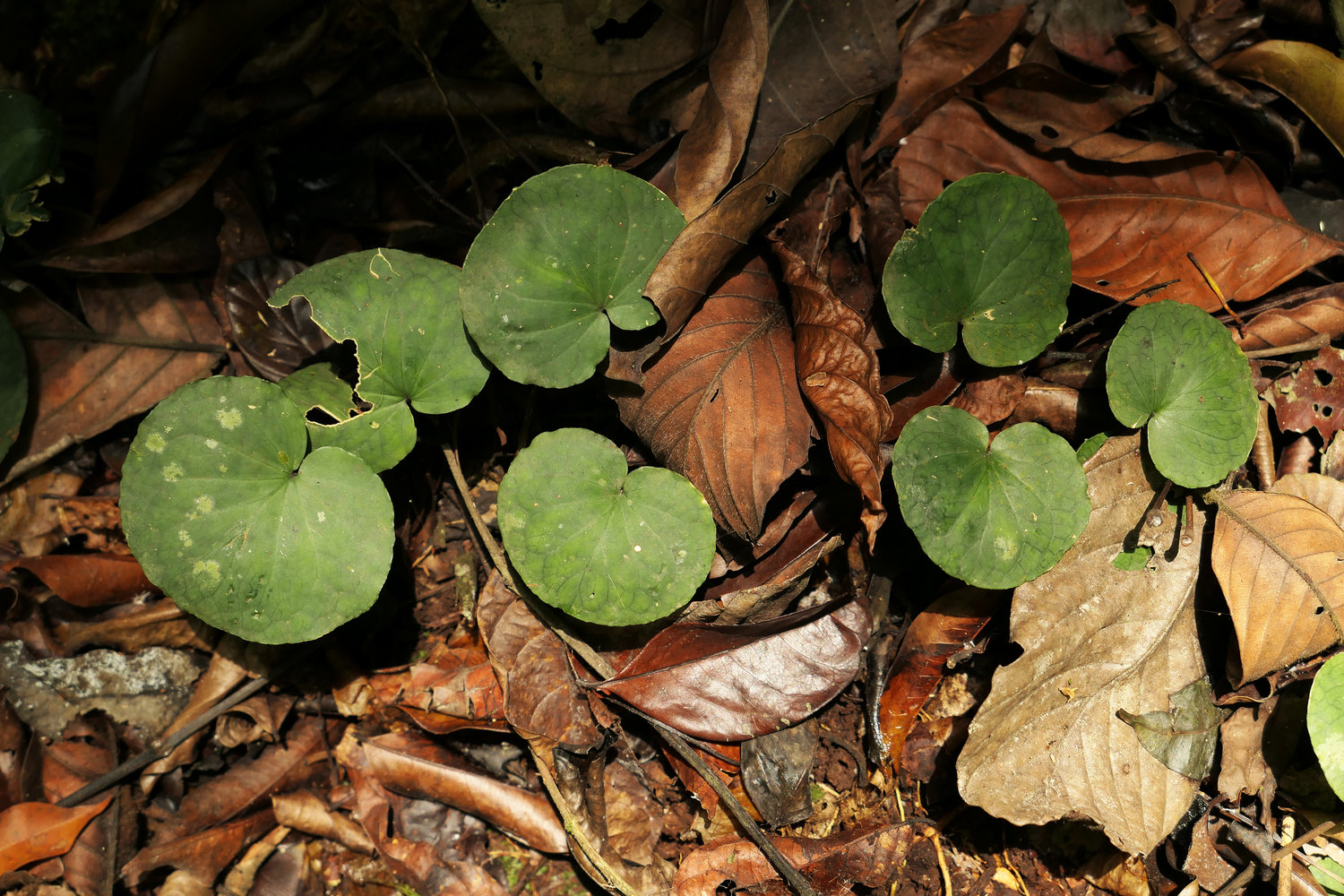 Forest Understory 2 | Page 3 | Mur Vegetal Patrick Blanc