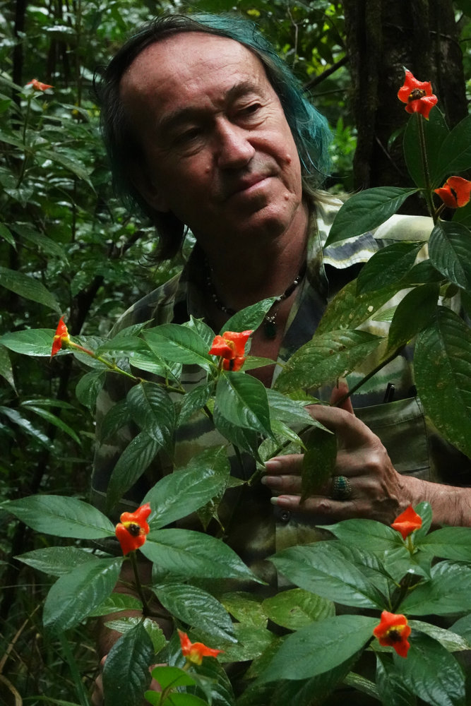 Psychotria elata discount