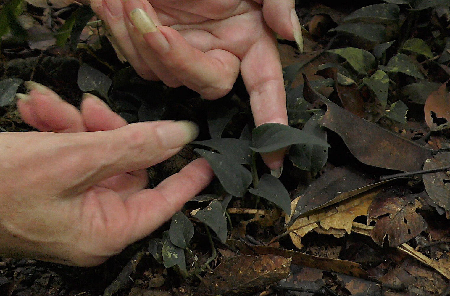 観葉植物 Anadendrum sp. Sabah