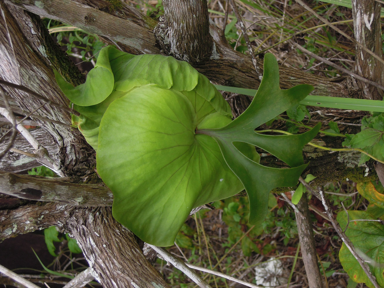 Epiphytes Mur Vegetal Patrick Blanc