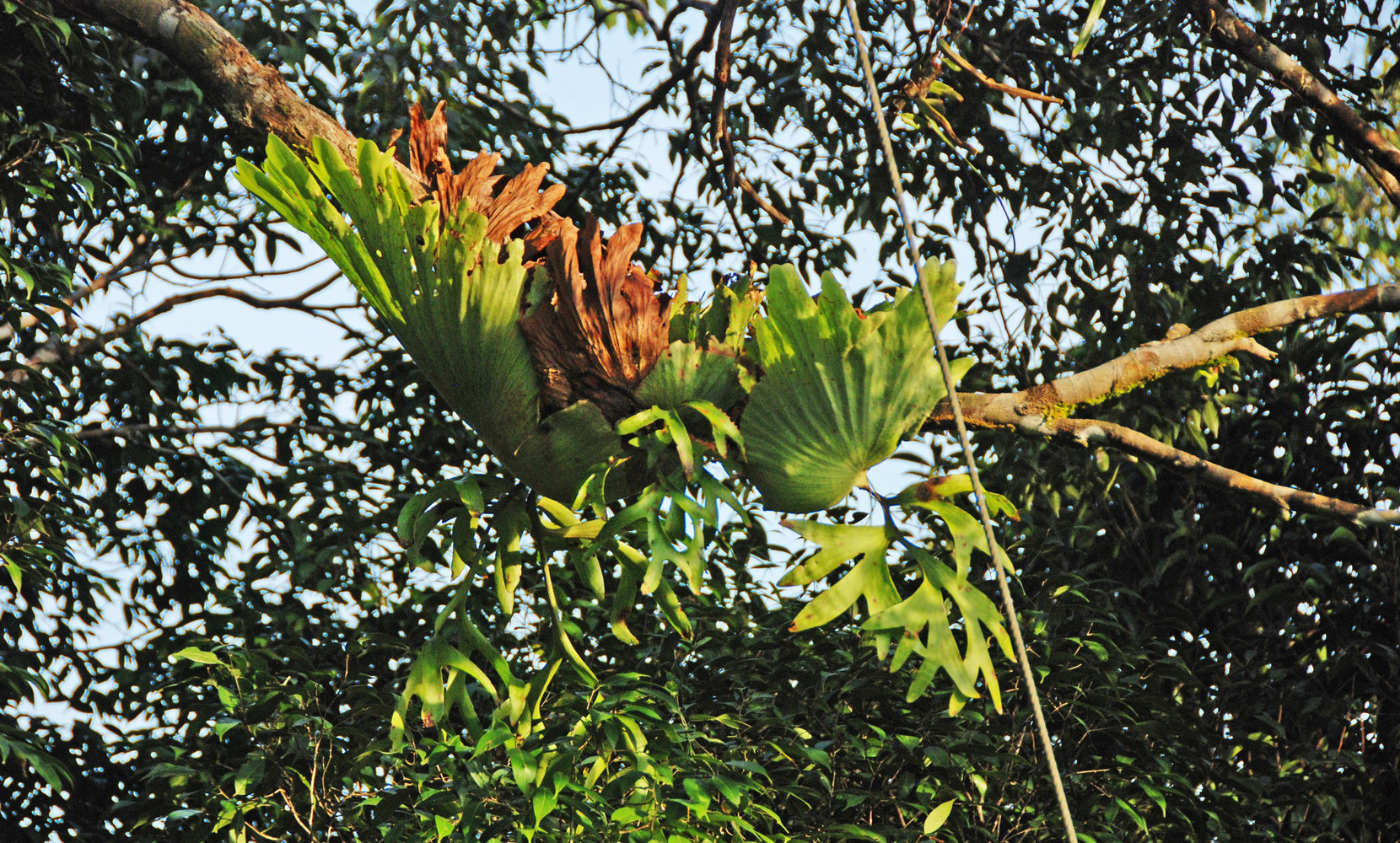 Epiphytes Mur Vegetal Patrick Blanc