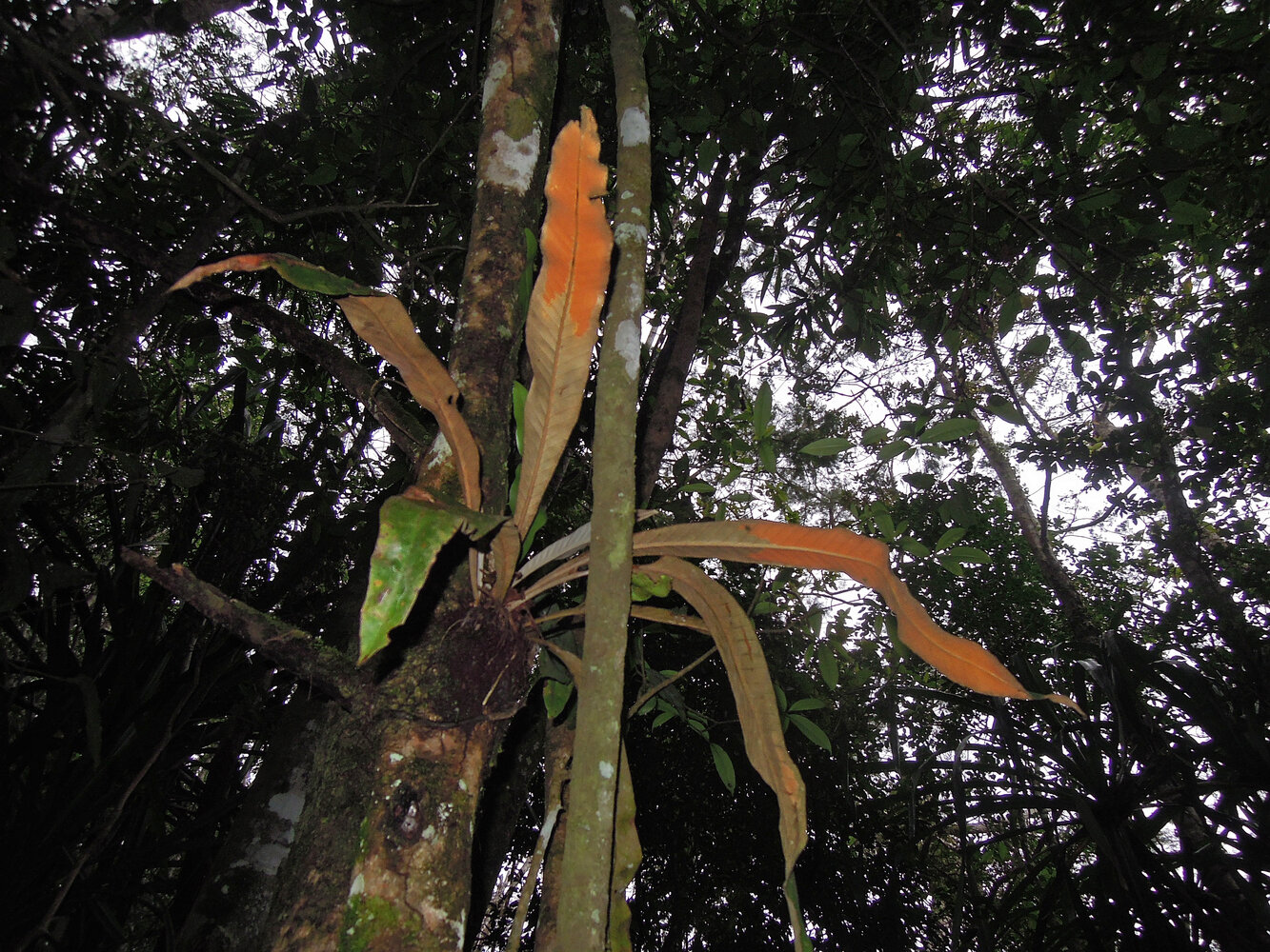 EPIPHYTES 2 | Page 8 | Mur Vegetal Patrick Blanc