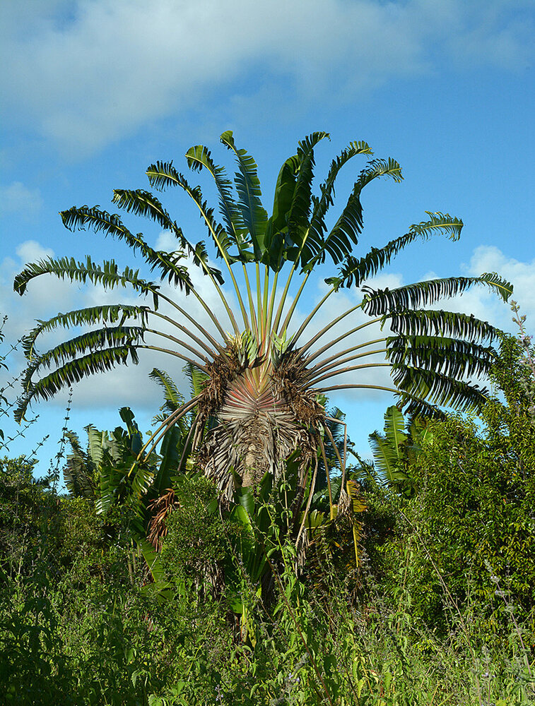 Population of Ravenala madagascariensis called « Ravenala forest ».