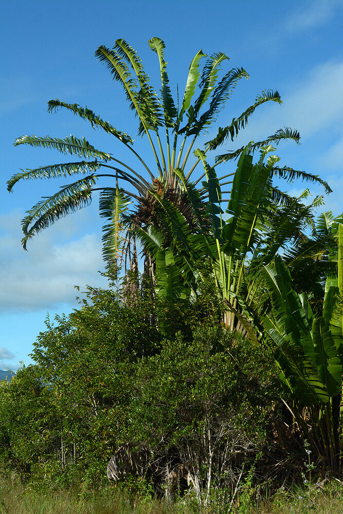 Ravenala agatheae – Orange Travellers Palm – Buy seeds at