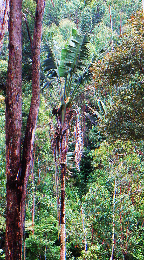 Species of Ravenala in their natural habitat. (a) R. agatheae. (b) R.