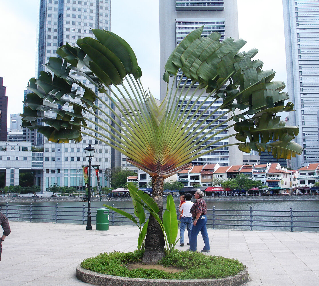 Image Traveller's tree (Ravenala madagascariensis), Fort Canning Park, Singapore - 434261 - Images of Plants and Gardens - botanikfoto