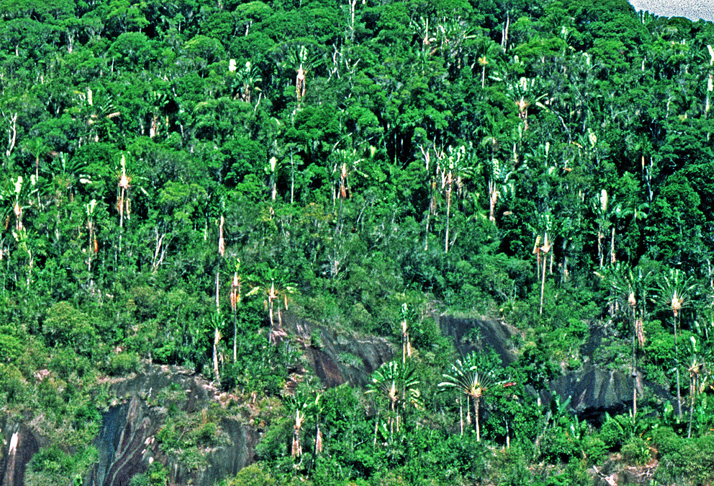 Species of Ravenala in their natural habitat. (a) R. agatheae. (b) R.