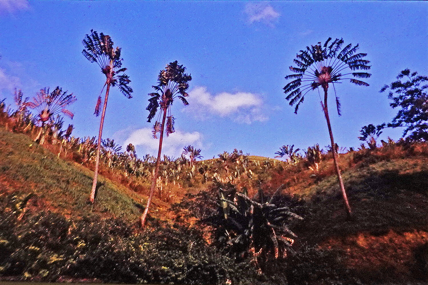 Pictures of the four varieties of Ravenala found in Ambalabe.