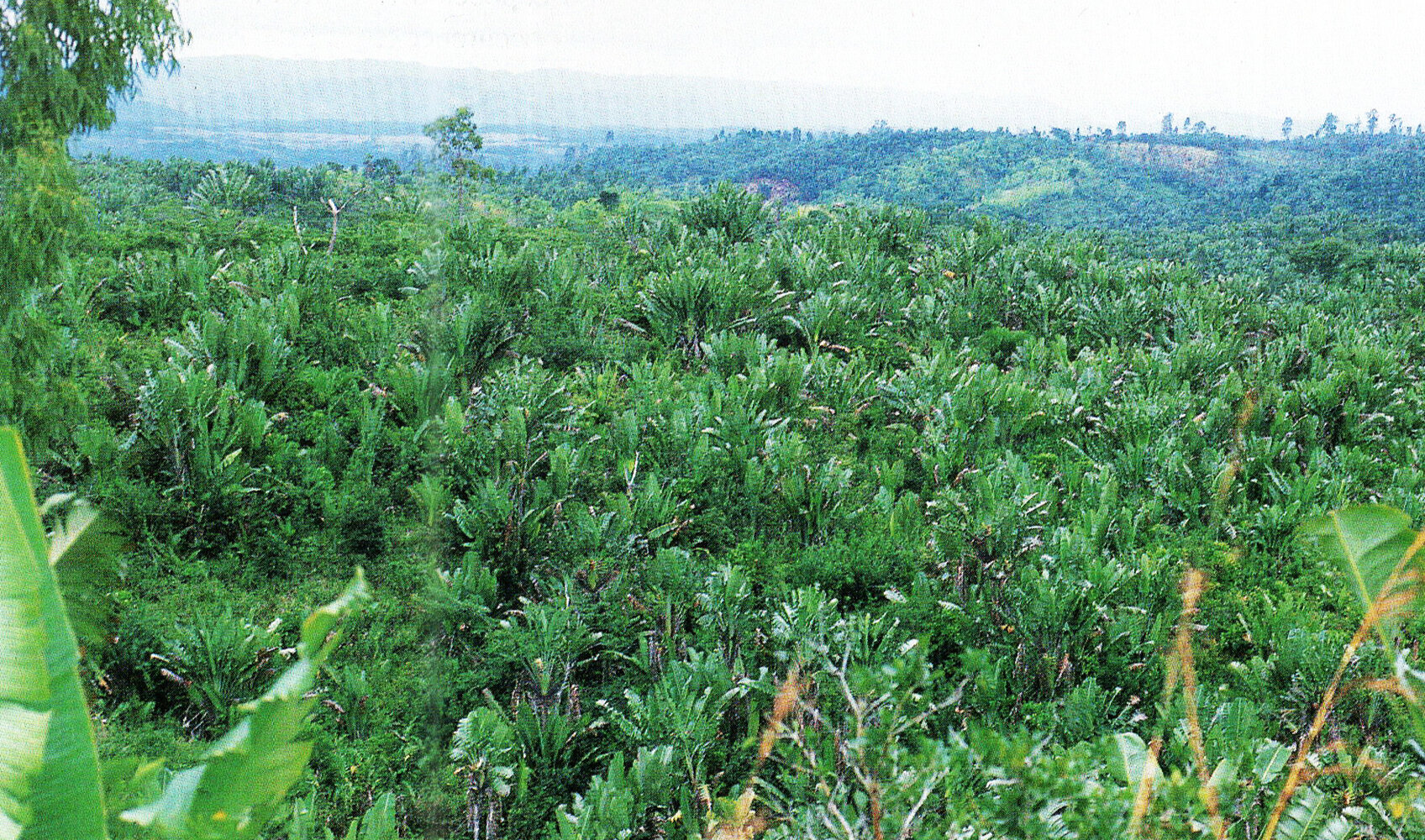 Population of Ravenala madagascariensis called « Ravenala forest ».