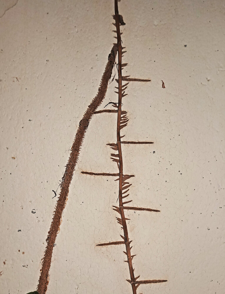 Structures racinaires | Page 5 | Mur Vegetal Patrick Blanc